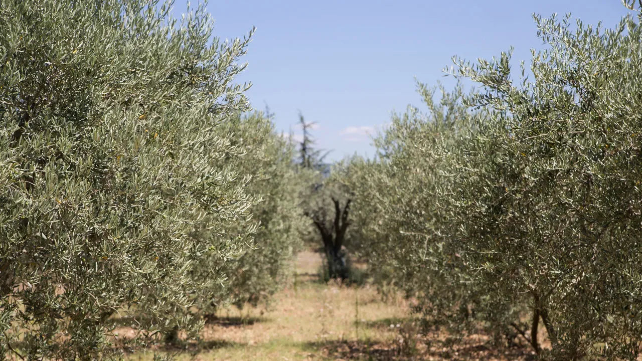 Aceite al por mayor: guía esencial para la selección y compra de aceite de oliva de calidad