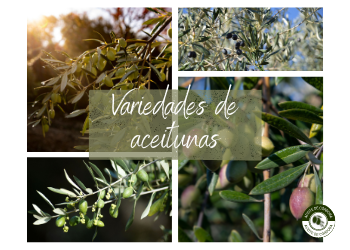 Variedades de aceitunas