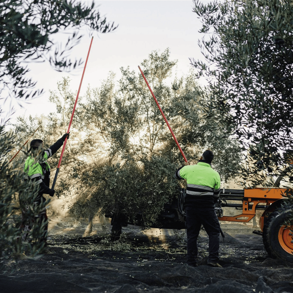 EMPORIUM AOVE ED. LIMITADA SIN FILTRAR 500ML