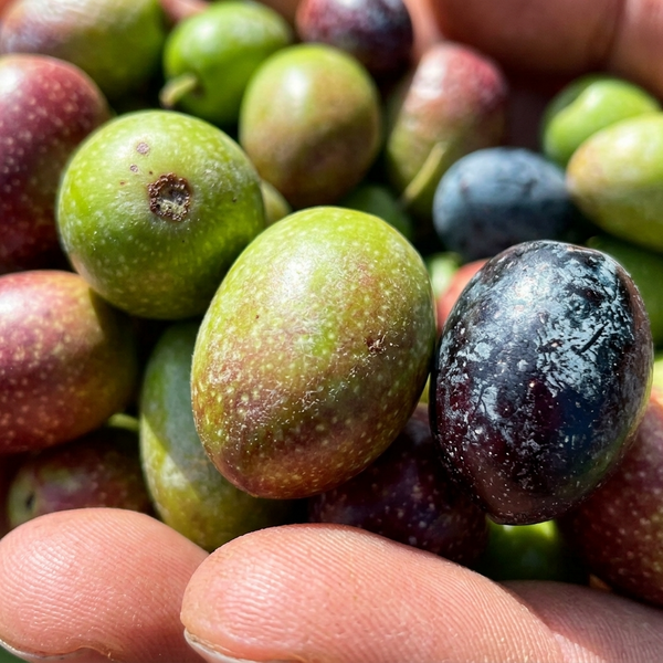 Me gusta probar sabores nuevos, pero sin arriesgar demasiado